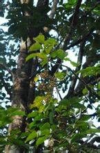 十蕊大參 十蕊大參