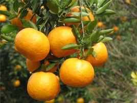 衢州椪柑 衢州椪柑