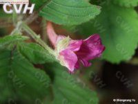 那坡鳳仙花 那坡鳳仙花