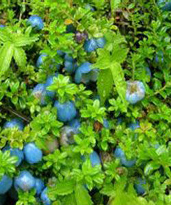 小葉銅錢白珠 小葉銅錢白珠