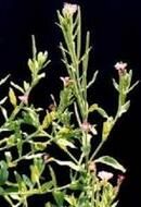 水蝦草根 水蝦草根