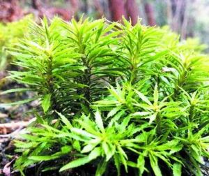 湖北石杉 湖北石杉