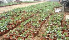 甘肅大麗花基地