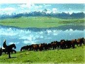 祁連山區大馬營草場 祁連山區大馬營草場