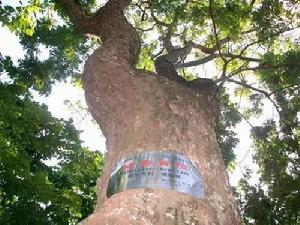 海口公園內的黃花梨樹