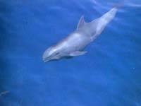 瓜頭鯨-多牙的鯨類 瓜頭鯨-多牙的鯨類