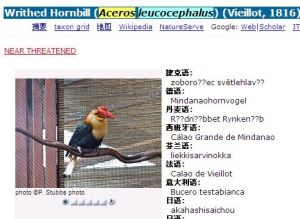 Writhed Hornbill (Aceros leucocephalus)