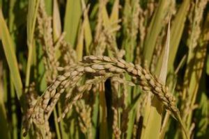 吉粳一一零 吉粳一一零