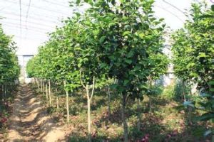 王連街道 王連街道