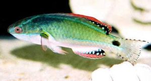 副半椎魚亞目 副半椎魚亞目