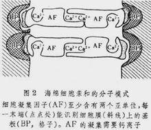 海綿細胞親和的分子模式