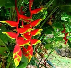 金鳥蠍尾蕉 金鳥蠍尾蕉