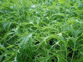 細雪水菜 細雪水菜