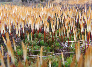 直葉檜葉金髮蘚