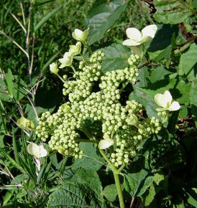 窄葉臘蓮繡球 窄葉臘蓮繡球