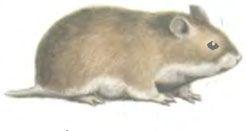 短尾倉鼠 短尾倉鼠