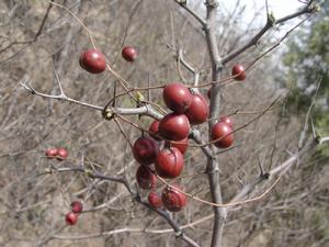 延安酸棗 延安酸棗