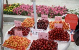 人之初櫻桃採摘