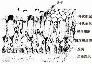 被覆上皮 被覆上皮