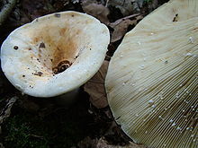 弗里斯1838年發現並命名的絨白乳菇