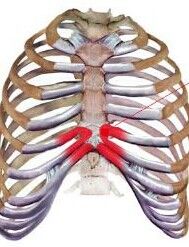 胸口[生理學術語]