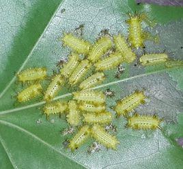 刺毛蟲[動物名稱]