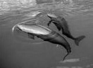 揚子江豚 揚子江豚