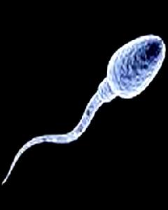 精子細胞 精子細胞