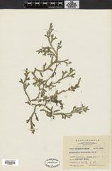 小笠原卷柏 小笠原卷柏