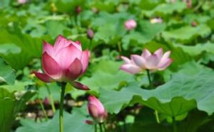 微山湖濕地紅荷旅遊區