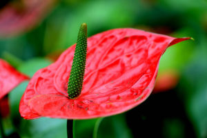 紫玉紅掌 紫玉紅掌
