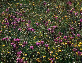 聚花馬先蒿 聚花馬先蒿