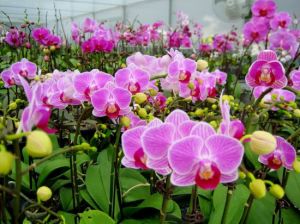 向應鎮蘭花基地 向應鎮蘭花基地