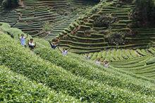 星村論功夫茶園