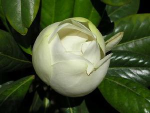 含羞待放 含羞待放