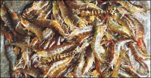 湛江蝦