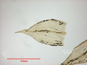 多毛蘚屬 多毛蘚屬