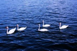 瓦豪藍色多瑙河 瓦豪藍色多瑙河