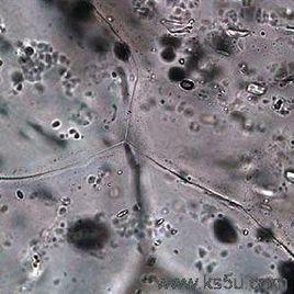 丁香假單胞細菌 丁香假單胞細菌