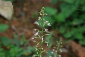 北延葉珍珠菜 北延葉珍珠菜