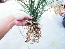 馮達鋒國蘭  蘭花怎么養