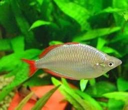 電光美人魚 電光美人魚