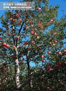 河南孔莊 河南孔莊