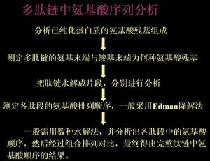 胺基酸測序 胺基酸測序