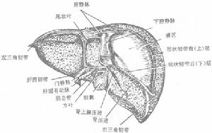 （圖）肝臟錯構瘤