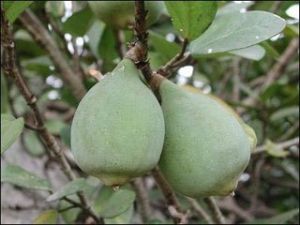 大山檳榔 大山檳榔