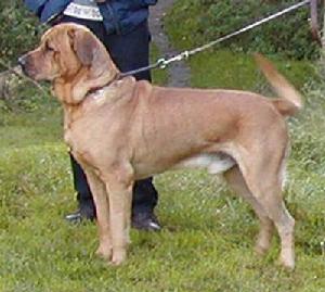 丹麥布羅荷馬獒 丹麥布羅荷馬獒