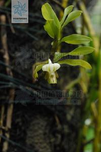 反瓣石斛 反瓣石斛