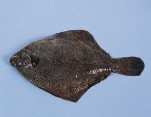 大西洋比目魚 大西洋比目魚