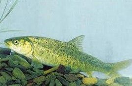 寧蒗弓魚 寧蒗弓魚